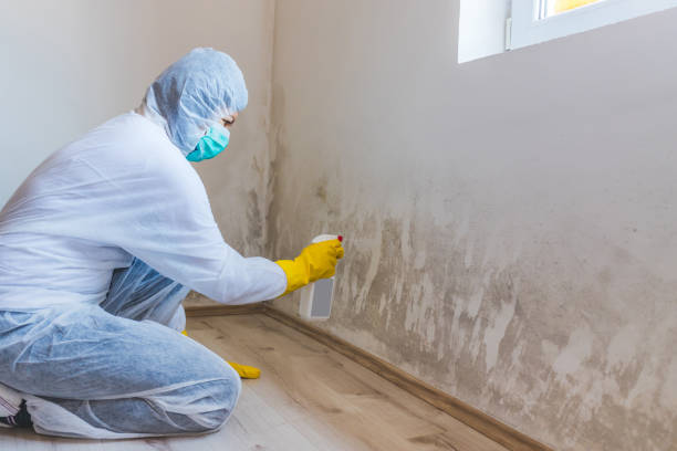 Licensed Mold Remediation service in Rogers, TX - WQB Mold Removal